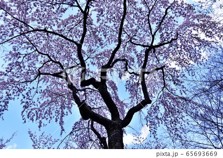 西行桜を見上げる 西行桜を見上げる 65693669