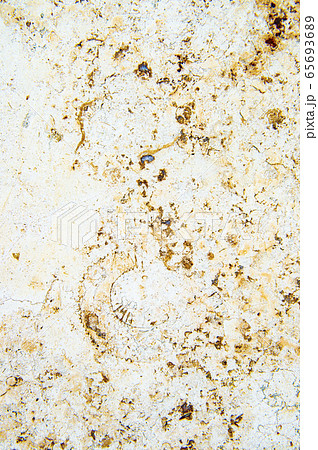 大理石に埋もれたアンモナイトの化石 65693689