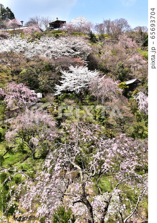 桜三昧 桜三昧 65693704