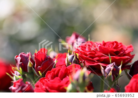 赤い薔薇　 65693952