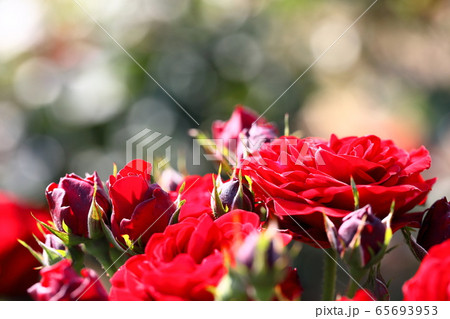赤い薔薇　 65693953