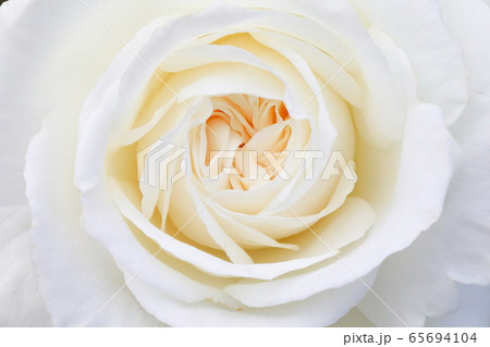 白い薔薇 65694104