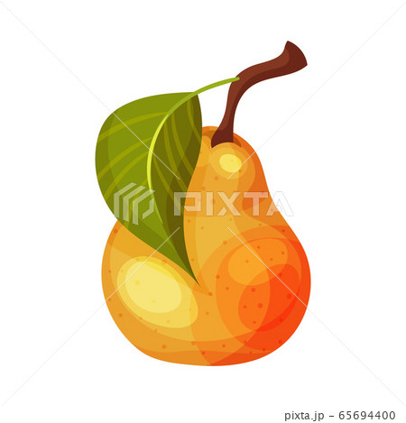 Whole Pomaceous Pear Fruit with Upper Flower Stalk and Green Fibrous Leaf Vector Illustration Whole Pomaceous Pear Fruit with Upper Flower Stalk and Green Fibrous Leaf Vector Illustration 65694400