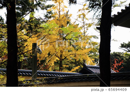 東大寺境内、紅葉、庭、奈良県奈良市、 東大寺境内、紅葉、庭、奈良県奈良市、 65694409