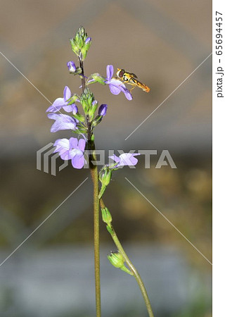 マツバウンラン 65694457