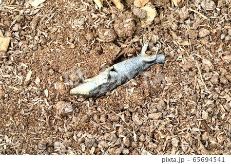 トカゲの死骸 トカゲの死骸の写真素材 [65694541] - PIXTA