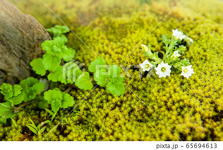スナゴケとオオハシカグサの花風景です。湿地の日陰にそっと咲いています。小さな花です。広島県 スナゴケとオオハシカグサの花風景です。湿地の日陰にそっと咲いています。小さな花です。広島県 65694613