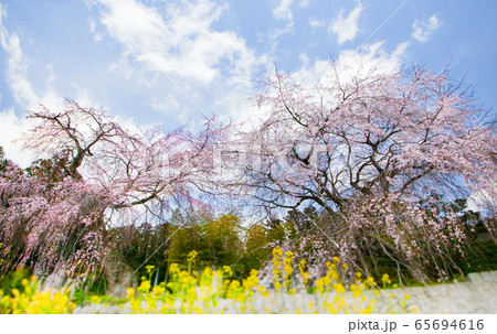 神原のシダレザクラと青空風景。広島県 65694616