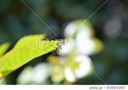 コシロカネグモの雌と思われる蜘蛛 小さい 緑色 昆虫イメージ素材の写真素材