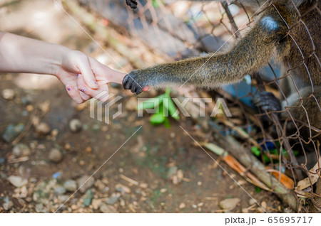 Monkey looking through the bars 65695717
