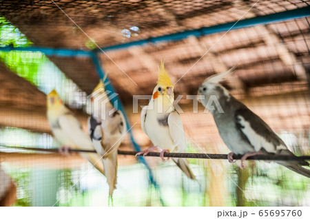 Tropical birds in the Philippines Tropical birds in the Philippines 65695760