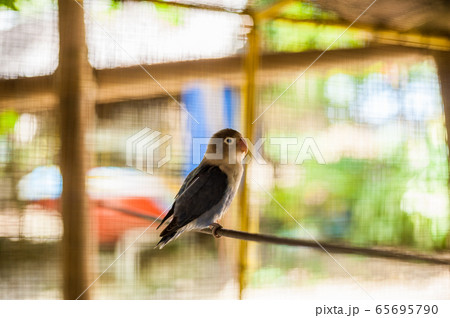 Tropical birds in the Philippines 65695790