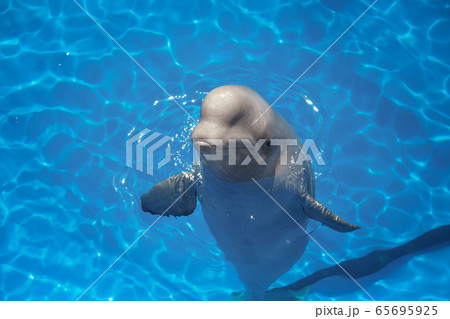 beluga whale (white whale) in water 65695925