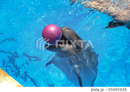 Smiling dolphin. dolphins swim in the pool Smiling dolphin. dolphins swim in the pool 65695926