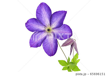 【テッセン】 (深度合成) 65696151