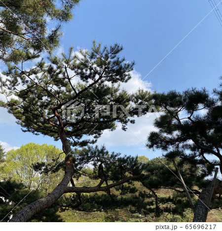 松 空 景色 65696217