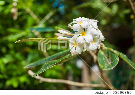 Tropical flowers blossom orchid flowers bouquet 65696369