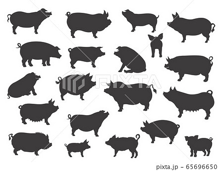 Pig Breeds Collection Farm Animals Set Blackのイラスト素材