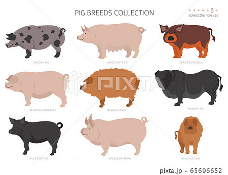 different types of pigs