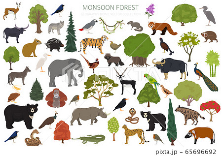 Monsoon forest biome, natural region infographic. 65696692