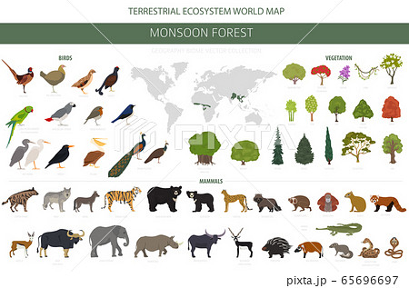 Monsoon forest biome, natural region infographic. 65696697