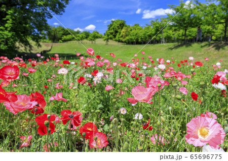 馬見丘陵公園　春 65696775