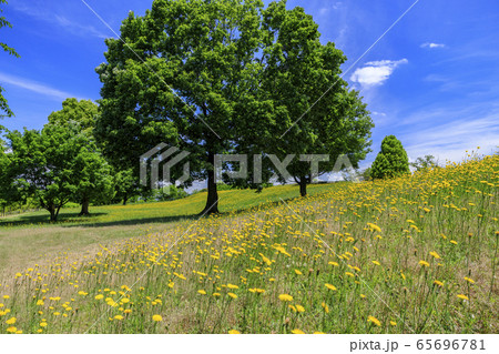 馬見丘陵公園　春 65696781