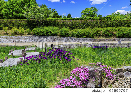 馬見丘陵公園　春 65696797