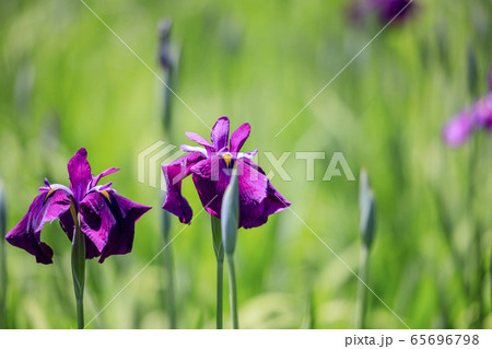 馬見丘陵公園　春 65696798