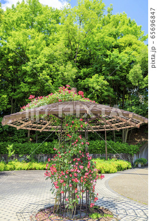 馬見丘陵公園　春 65696847