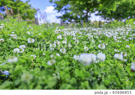 馬見丘陵公園　春 65696855