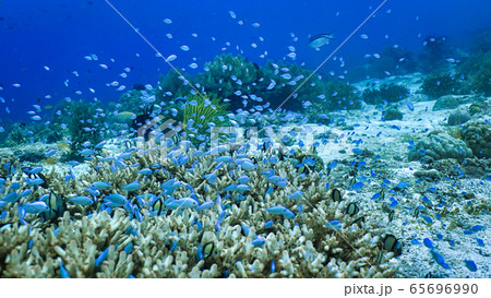 ダイビング 自然 熱帯魚 65696990