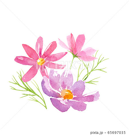 コスモスの花のアレンジメント 水彩イラストのトレースベクターのイラスト素材