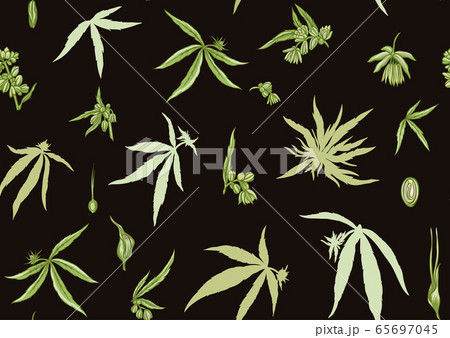 Hemp, Cannabis seamless pattern, background. 65697045