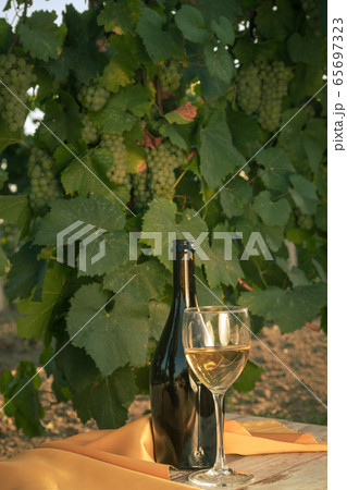 glass with white wine in vineyard on old table glass with white wine in vineyard on old table 65697323