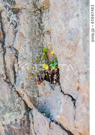 A flower sprouted up through the rock A flower sprouted up through the rock 65697463