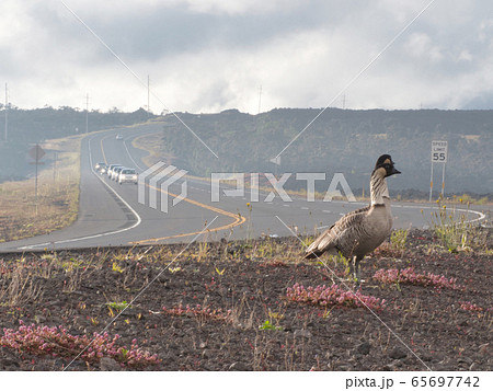 ハワイの州鳥 ハワイの鳥 ネネ ハワイの州鳥 ハワイの鳥 ネネ 65697742