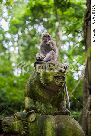 Monkeys in the monkey forest, Bali Monkeys in the monkey forest, Bali 65698356