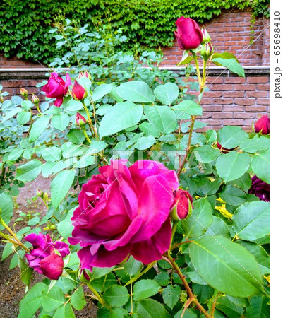 ピンクの薔薇 ピンクの薔薇 65698410