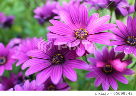 キク科オステオペルマム キク科オステオペルマム 65699345