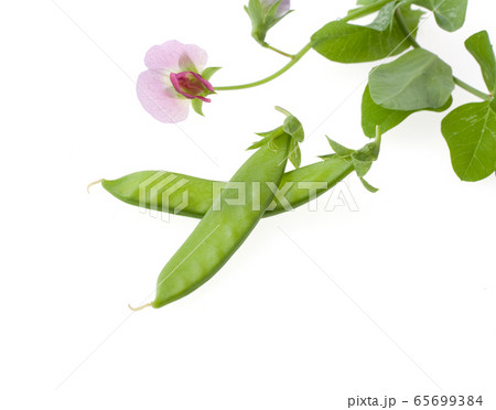 きぬさや　 65699384