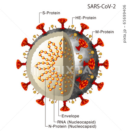 コロナウイルスのイラスト 65699406