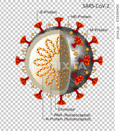 コロナウイルスのイラスト 65699406