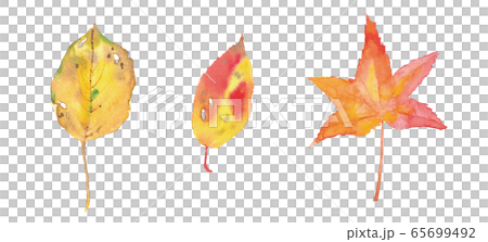 Three colored autumn leaves. Watercolor illustration trace vector Three colored autumn leaves. Watercolor illustration trace vector 65699492