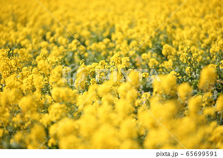菜の花畑 65699591
