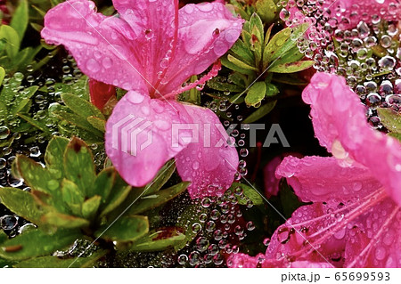 水の滴る花 65699593