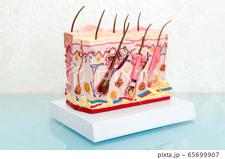 The Human Skin Cross-Section plastic model. The Human Skin Cross-Section plastic model. 65699907