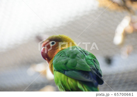 ボタンインコ ボタンインコ 65700661