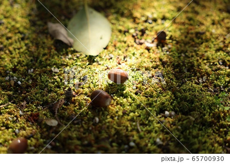 どんぐり どんぐり 65700930