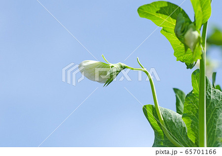エンドウの花 スナップエンドウ スナックエンドウ の写真素材